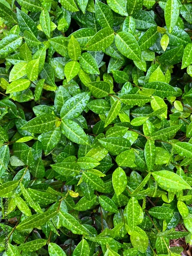 Fotografie Green Asiatic jasmine shrub with water droplets background