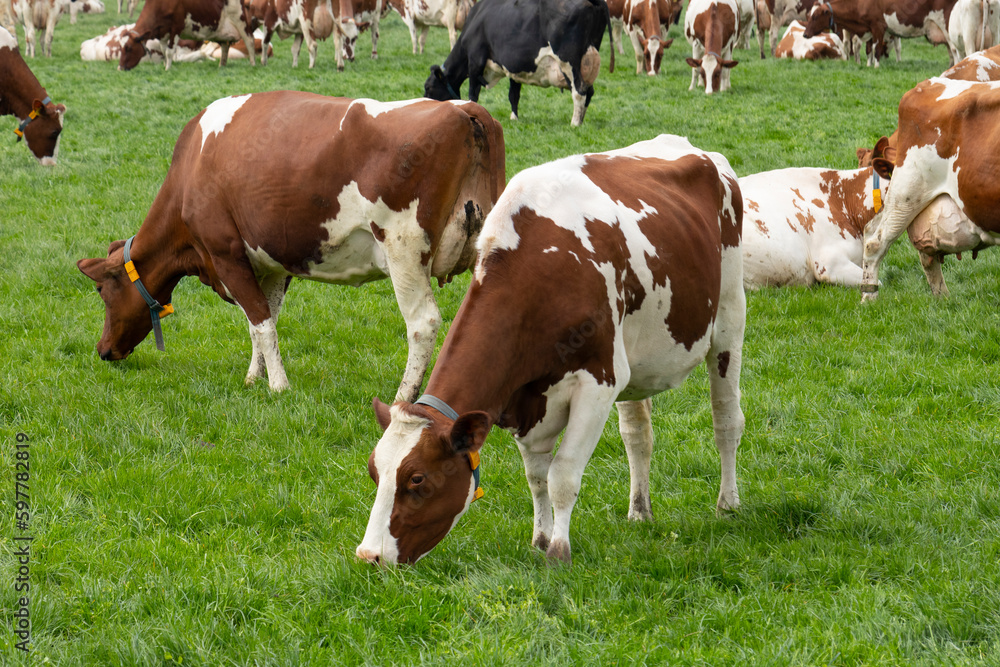 Livestock Dutch cows graze in the meadow in springtime   