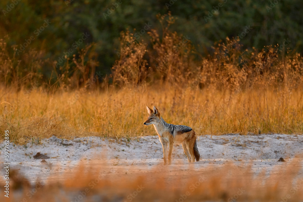 Fototapeta premium Jackal and evening sunlight. Black-Backed Jackal, Canis mesomelas mesomelas, portrait of animal with long ears, Tanzania, South Africa. Beautiful wildlife scene from Africa with nice sun light.
