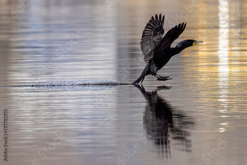 A wild double-crested cormorant eating a fish at a state park in Colorado. photo