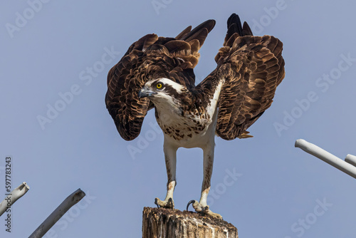 Wild osprey at a state park in Colorado.
