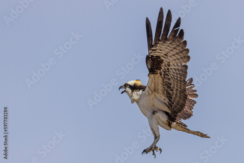 Wild osprey at a state park in Colorado. photo