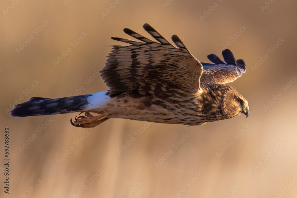 A wild northern harrier hunting in a field at a state park in Colorado ...