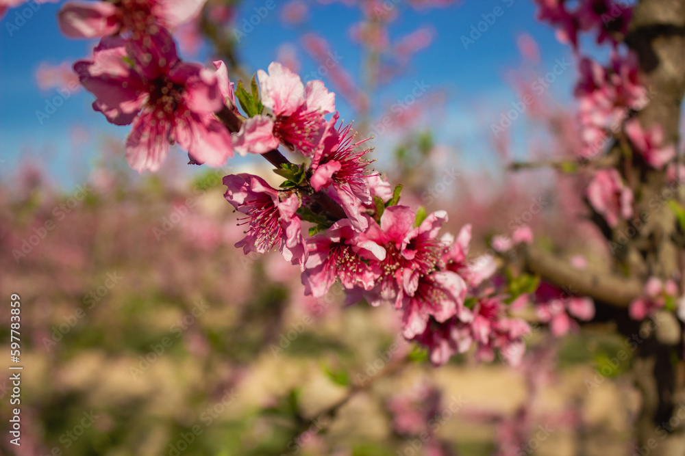 Peach Blossom in Spain