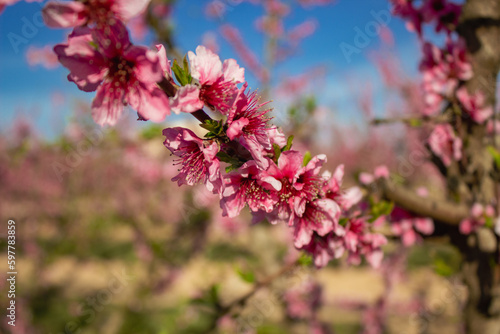 Peach Blossom in Spain © Hector