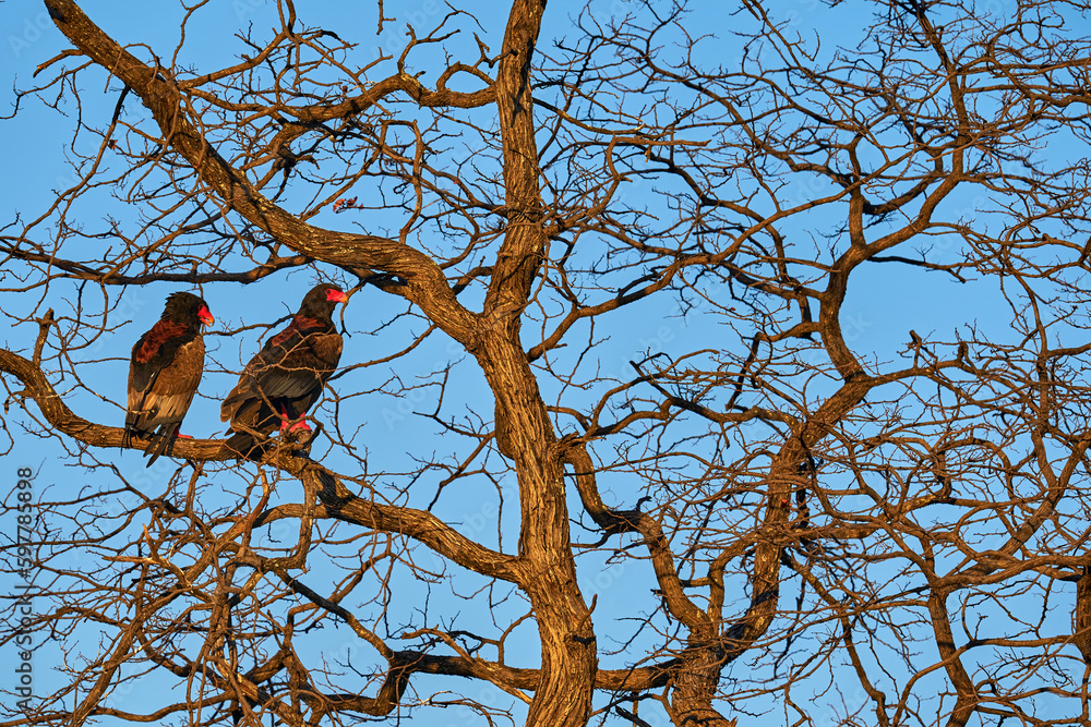 Bateleur Eagle, Terathopius ecaudatus, pair brown and black bird of prey in nature habitat, sitting on the branch, Kgalagadi, Botswana, Africa. Wildlife scene from nature. Bateleur Eagle, Terathopius ecaudatus, pair brown and black bird of prey in nature habitat, sitting on the branch, Kgalagadi, Botswana, Africa. Wildlife scene from nature.