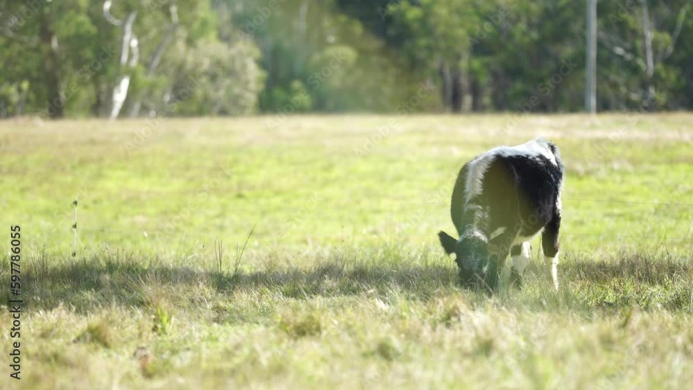 Beautiful Horse in a field on a farm in Australia. Horses in a meadow Beautiful Horse in a field on a farm in Australia. Horses in a meadow