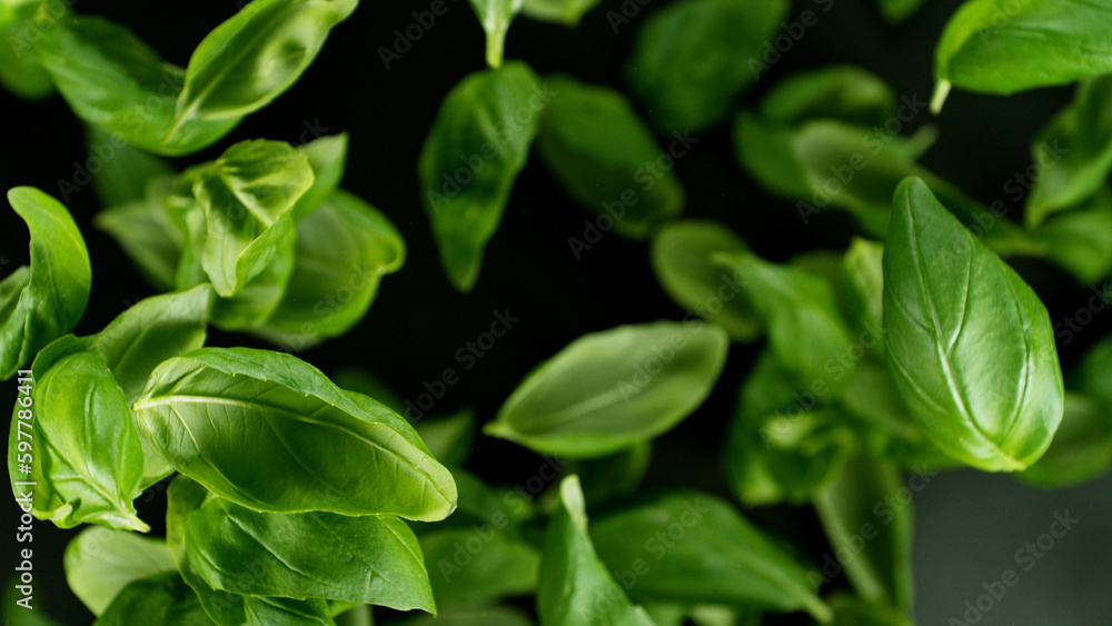 Falling basil leaves, isolated on black background. Falling basil leaves, isolated on black background.