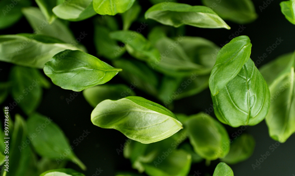 Falling basil leaves, isolated on black background. Falling basil leaves, isolated on black background.