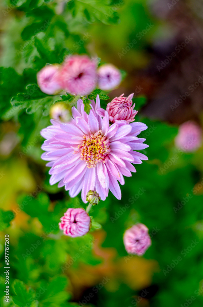 Fototapeta premium chrysantehmum 