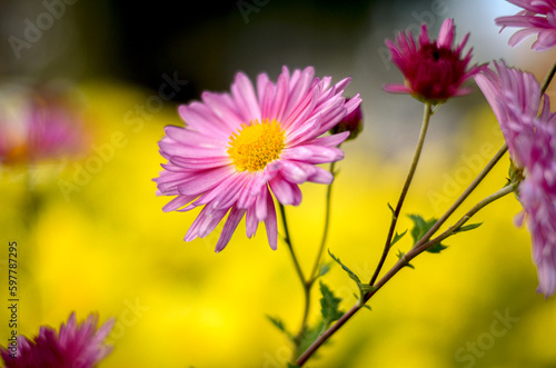 chrysantehmum  © Feliz