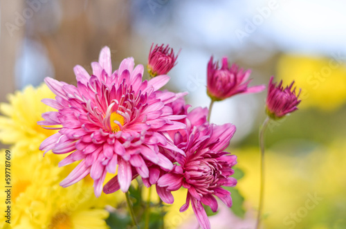 chrysantehmum 