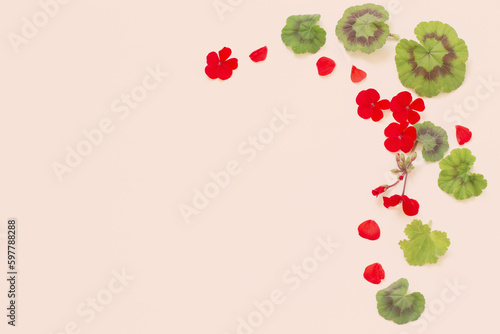 frame of red geranium on white background photo