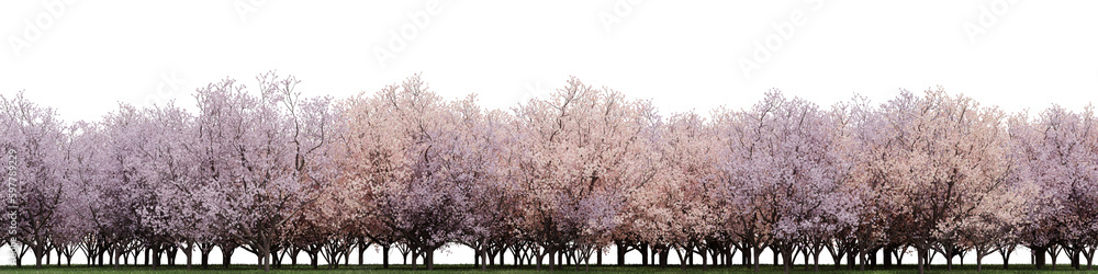Evergreen flowers and grass field in nature, Cherry blossom tree on garden in springtime, forest isolated on transparent background - PNG file, 3D rendering illustration for create and design or etc