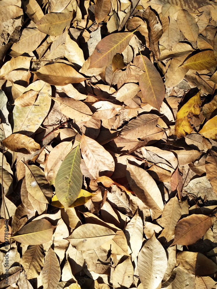 Dry autumn leaves and brown colors,Background,Close-up Dry autumn leaves and brown colors,Background,Close-up