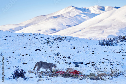 Puma eating guancao carcass  skeleton in the mouth muzzle with tongue. Wildlife neture in Torres del Paine NP in Chile. Winter with snow.