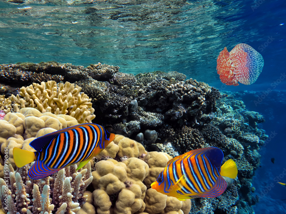 Fototapeta premium Photo of a coral colony on a reef top, Red Sea, Egypt
