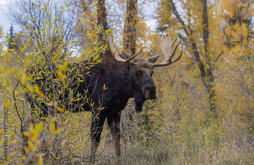 Bull Moose in Grand Teton National Park Wyoming in Autumn © natureguy