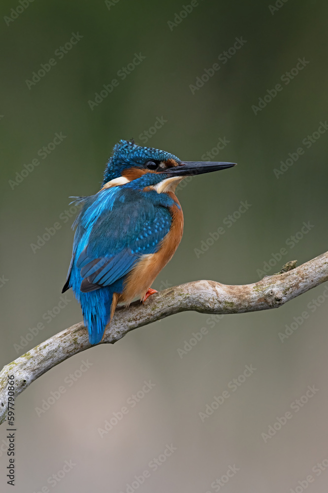 Obraz premium Kingfisher (Alcedo atthis) perched on a branch above a pond