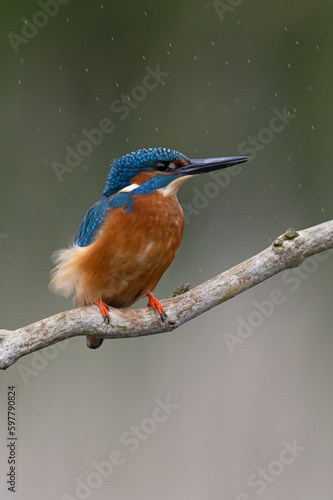 Kingfisher (Alcedo atthis) in strong wind and heavy rain © davemhuntphoto