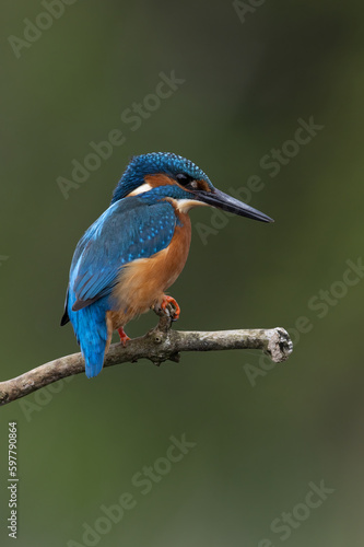 Kingfisher (Alcedo atthis) perched on a branch above a pond