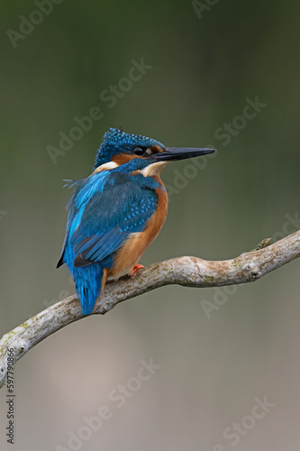 Kingfisher (Alcedo atthis) perched on a branch above a pond