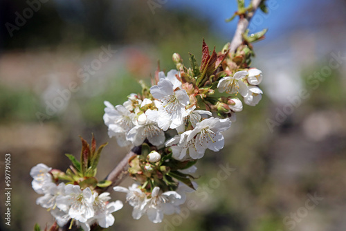 Macro image of Wild Cherry blossom, Derbyshire England 