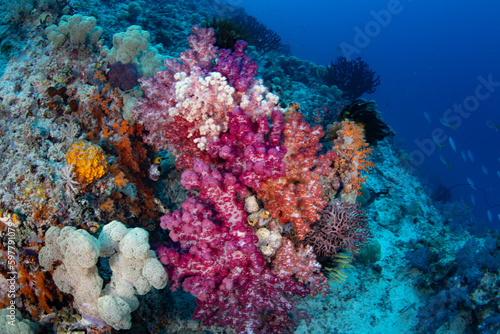 Vibrant soft corals, and other coral species, thrive on a reef slope in Raja Ampat, Indonesia. Being filter feeders, these corals grow well where there is consistent current.