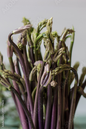 Close up of Ruscus aculeatus known as a butcher with red berries (pungitopo). Ruscus Aculeatus fresh sprouts.