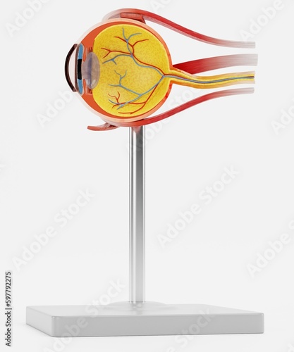 Realistic 3D Render of Eye Anatomy Model
