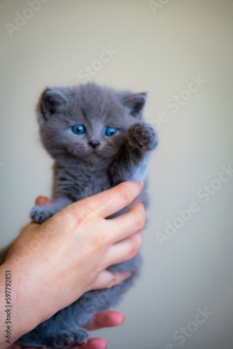 cute baby cat photos
