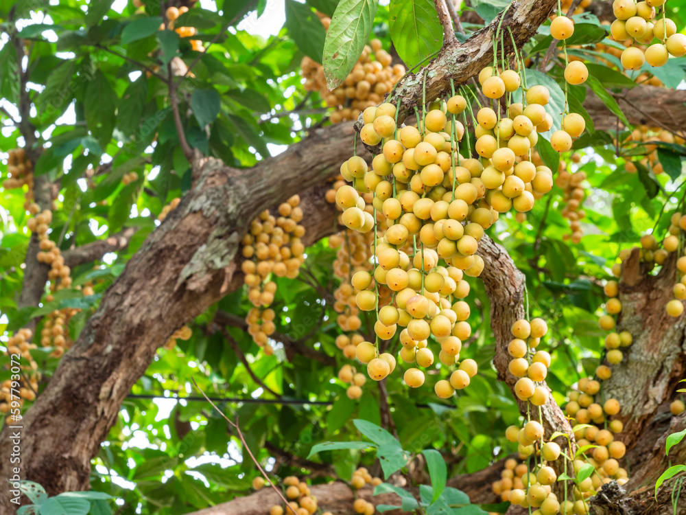 Baccaurea ramiflora Lour or Mafai in Thai, sweet and sour fruit on the tree.