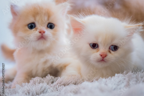 cute baby cat photos
