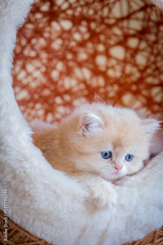 cute baby cat photos
