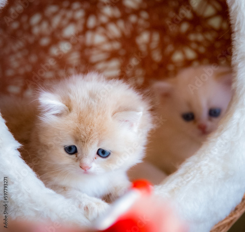 cute baby cat photos
