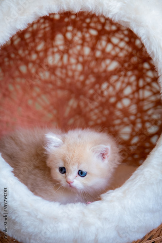 cute baby cat photos
