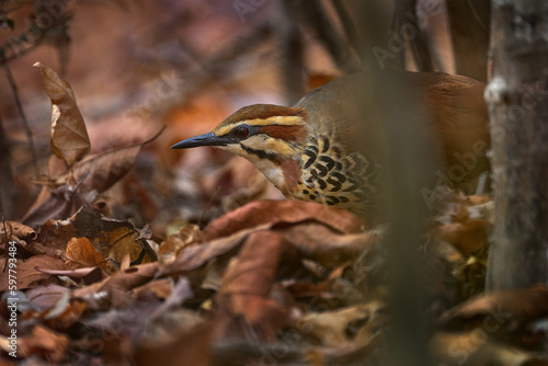 White-breasted Mesite, Mesitornis variegata, bird in the forest dry leaves. Mesite on the brach in the nature habitat, Kirindy Forest in Madagascar. Nature wildlife, endemic. photo