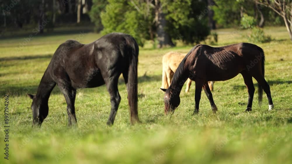 Beautiful Horse in a field on a farm in Australia. Horses in a meadow Beautiful Horse in a field on a farm in Australia. Horses in a meadow
