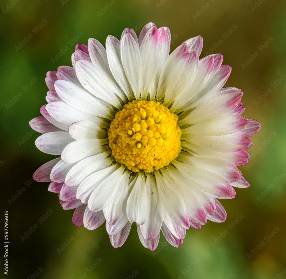Obraz premium flower detail of white pink common daisy, known as lawn, English, or bruisewort (Bellis perennis)