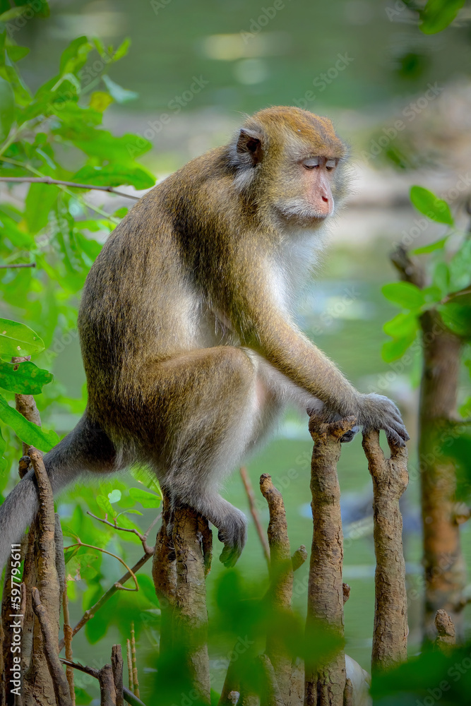 Long Tailed Macaques