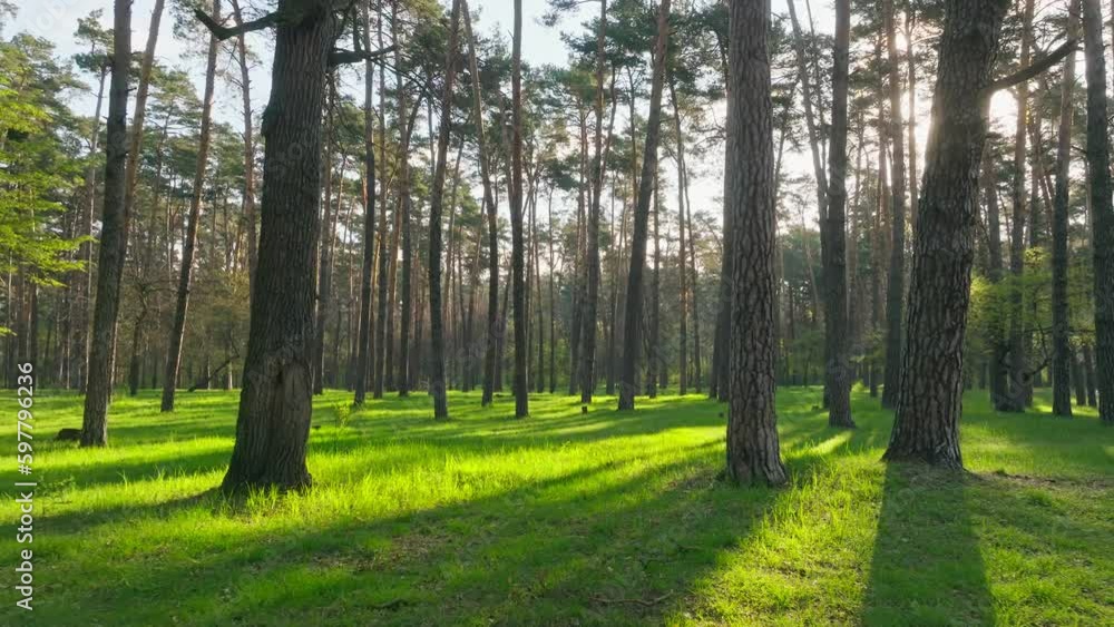 Sunset dawn park forest spring summer sun nature tree branch flowers Sunset dawn park forest spring summer sun nature tree branch flowers