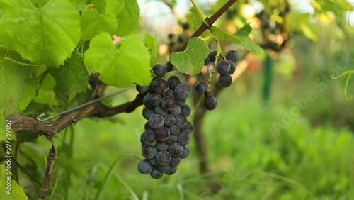 Wallpaper Mural Close up of a branch of ripe grapes.Stock footage for wine commercial.Grapes vineyard sunset. Wine grapes harvest in Italy. Organic bio food.  Torontodigital.ca