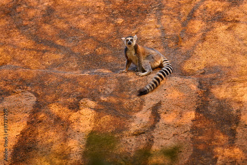 Madagascar wildlife  Ring-tailed Lemur  Lemur catta. Animal from Madagascar  Africa  orange eyes. Evening light sunset  Anja Nature Park.