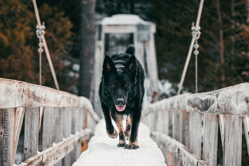 german shepherd dog dramatic walk