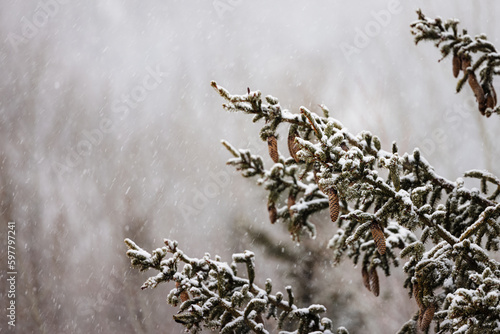 Snowy pinecones