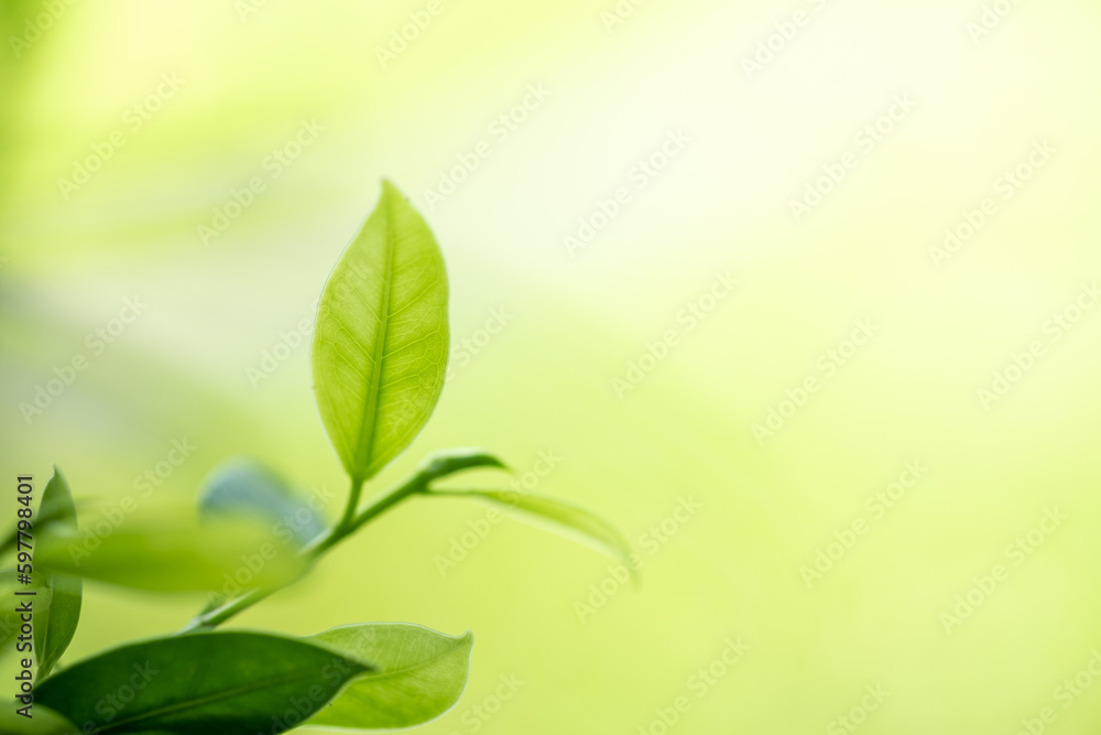 Beautiful nature view of green leaf on blurred greenery background in garden and sunlight with copy space using as background natural green plants landscape, ecology, fresh wallpaper concept. Beautiful nature view of green leaf on blurred greenery background in garden and sunlight with copy space using as background natural green plants landscape, ecology, fresh wallpaper concept.