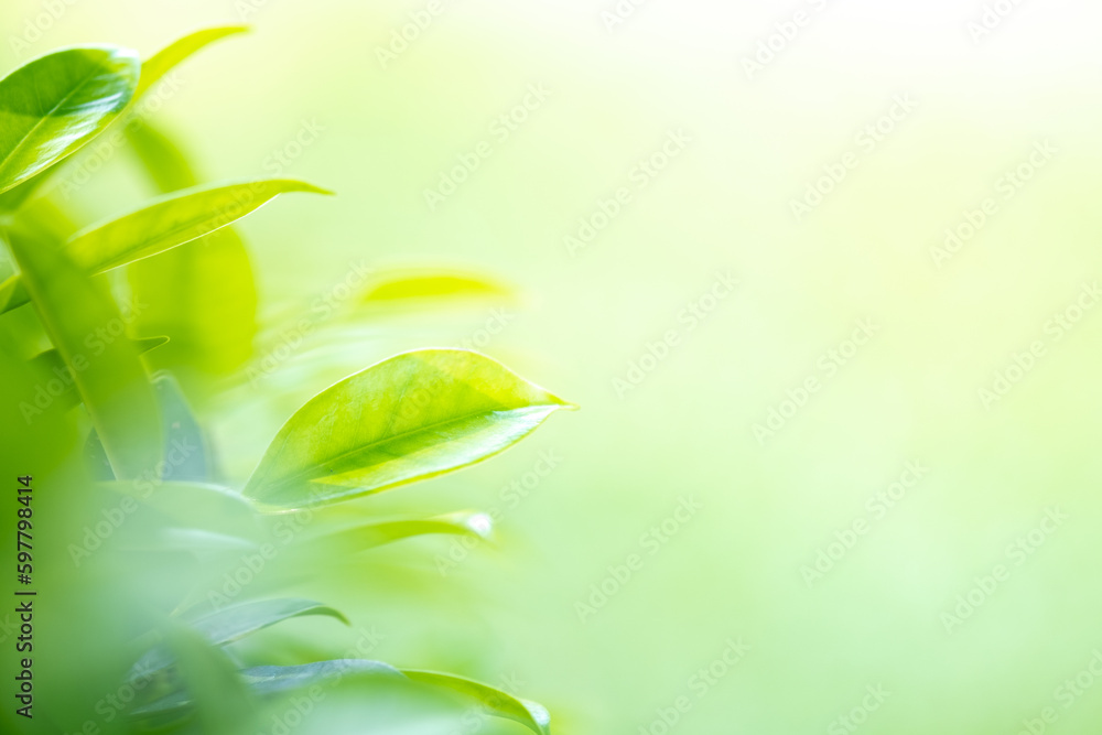 Beautiful nature view of green leaf on blurred greenery background in garden and sunlight with copy space using as background natural green plants landscape, ecology, fresh wallpaper concept. Beautiful nature view of green leaf on blurred greenery background in garden and sunlight with copy space using as background natural green plants landscape, ecology, fresh wallpaper concept.