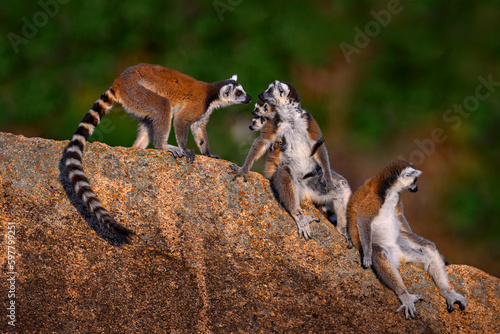 Madagascar wildlife, monkey two young.  Ring-tailed Lemur, Lemur catta family, cub on the back. Animal from Madagascar, Africa, orange eyes. Evening light sunset,  Anja Nature Park photo