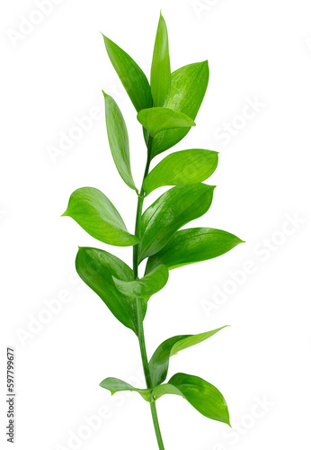 Branch of fresh green Ruscus leaves isolated on transparent background, florists foliage
