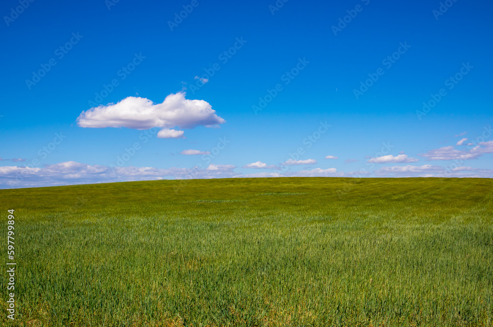 A green meadow field with growing crops on a sunny spring or summer day. Green grass, wheat grows under a blue sky with white clouds. Agriculture, farming business, natural resources, ecology concept.